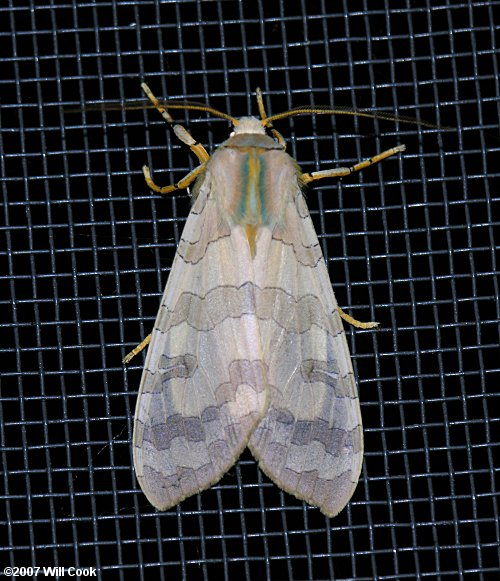 Banded Tussock Moth (Halysidota tessellaris)