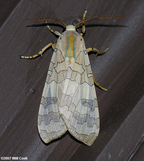 Banded Tussock Moth (Halysidota tessellaris)