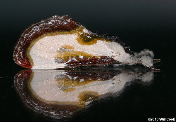 Beautiful Wood-Nymph (Eudryas grata)