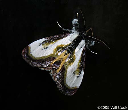 Beautiful Wood-Nymph (Eudryas grata)