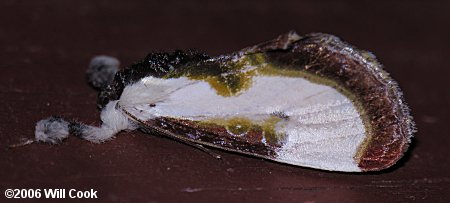 Beautiful Wood-Nymph (Eudryas grata)