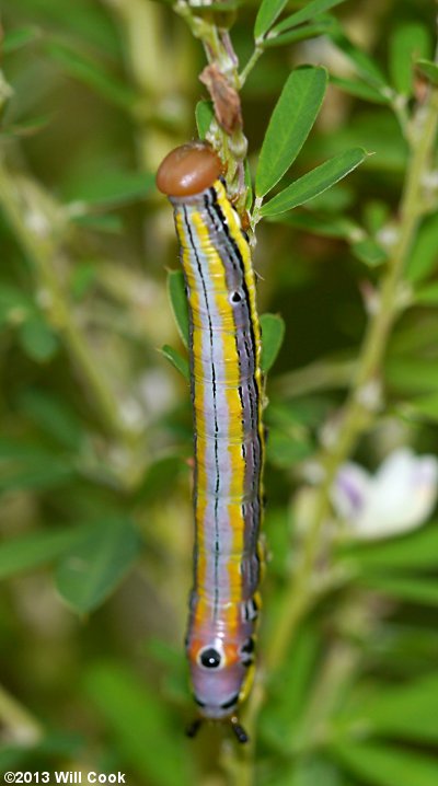 Black-spotted Prominent (Dasylophia anguina)