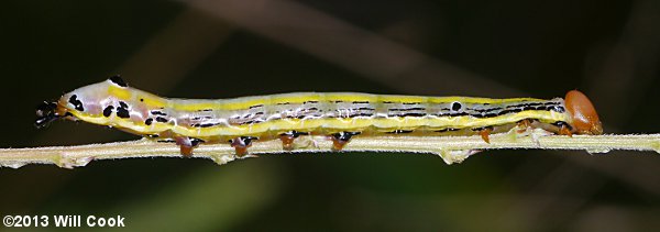 Black-spotted Prominent (Dasylophia anguina)