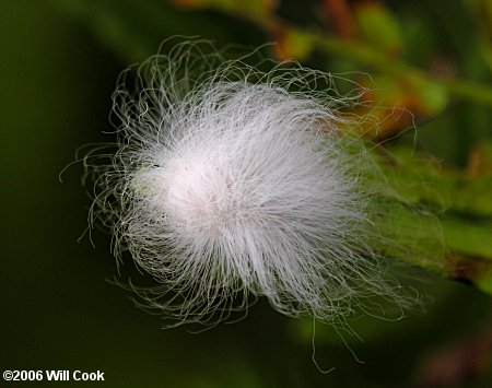 Lagoa crispata - Black-waved Flannel Moth