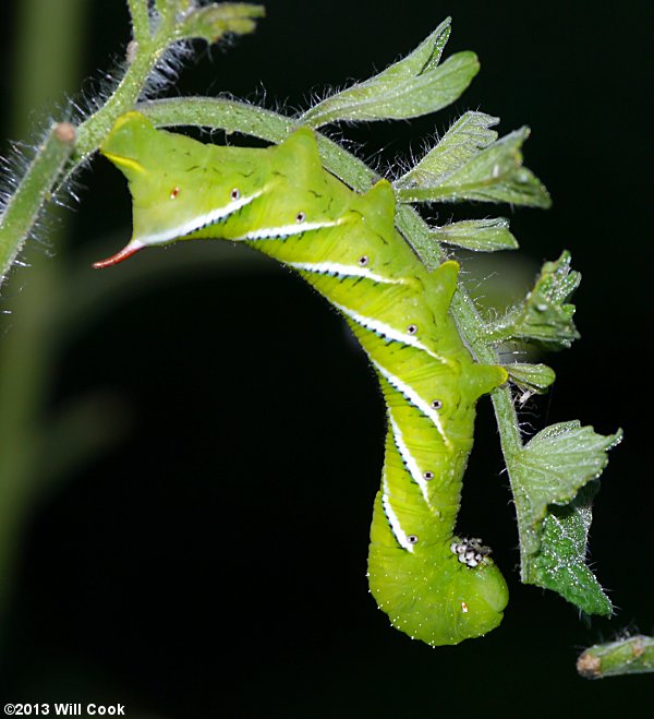 Carolina Sphinx or Tobacco Hornworm - Manduca sexta