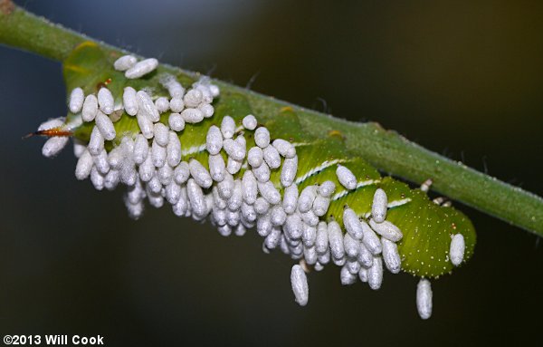 Carolina Sphinx or Tobacco Hornworm - Manduca sexta