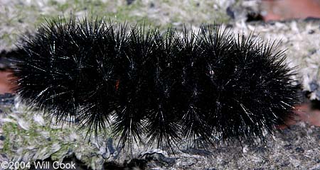 Hypercompe scribonia - Giant Leopard Moth