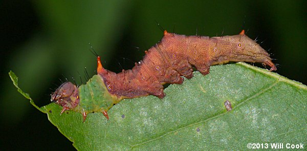 Schizura ipomoeae - Morning-glory Prominent caterpillar