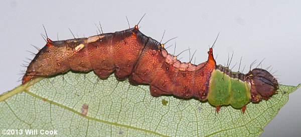 Schizura ipomoeae - Morning-glory Prominent caterpillar