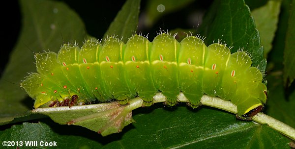 Luna Moth (Actias luna) caterpillar