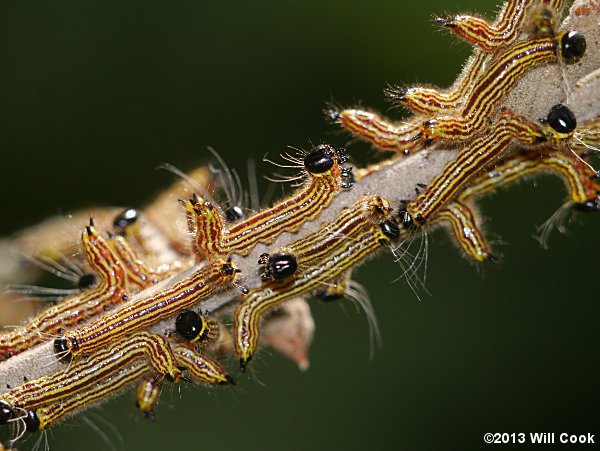 Datana ministra - Yellow-necked Caterpillar Moth