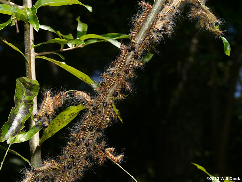 Datana ministra - Yellow-necked Caterpillar Moth