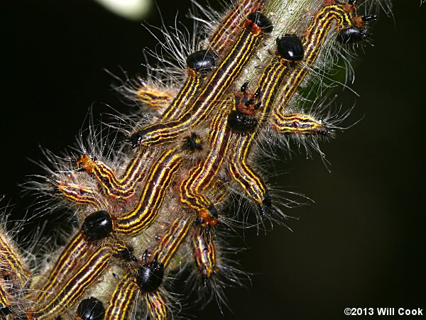 Datana ministra - Yellow-necked Caterpillar Moth