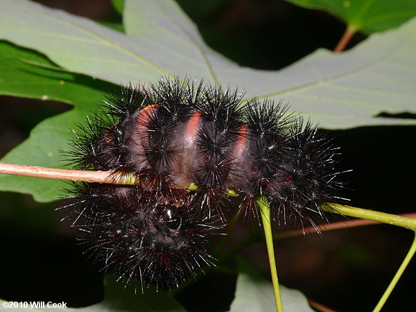 Hypercompe scribonia - Giant Leopard Moth