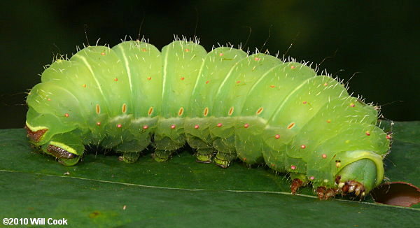 Luna Moth (Actias luna)