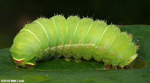 Luna Moth (Actias luna)