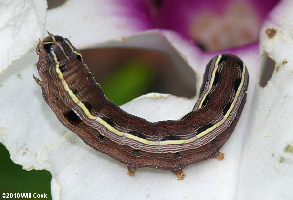 Spodoptera ornithogalli - Yellow-striped Armyworm