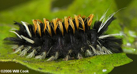 Euchaetes egle - Milkweed Tussock Moth