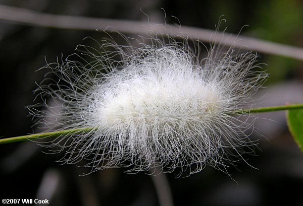 Lagoa crispata - Black-waved Flannel Moth