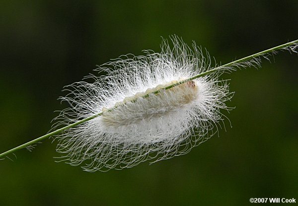 Lagoa crispata - Black-waved Flannel Moth