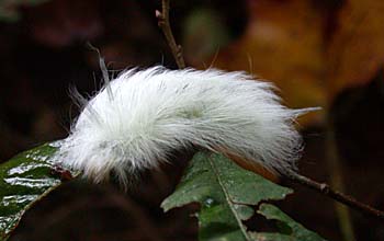 Apatelodes torrefacta - Spotted Apatelodes