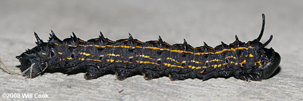 Anisota senatoria - Orange-tipped Oakworm