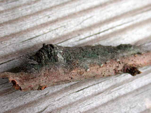 Large Tolype (Tolype velleda) caterpillar