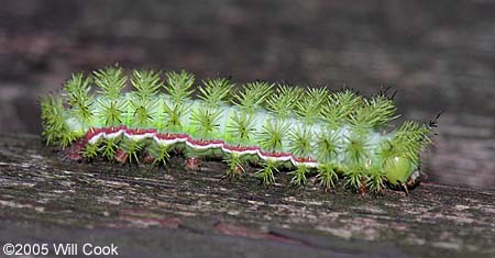 Automeris io - Io Moth caterpillar