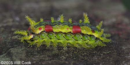 Euclea delphinii - Spiny Oak-Slug