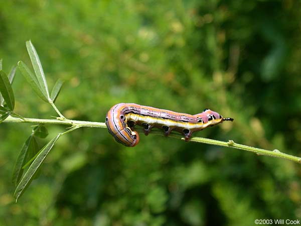 Black-spotted Prominent (Dasylophia anguina)