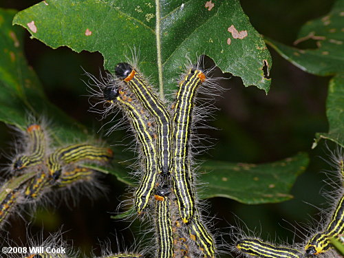 Datana drexelii - Drexel's Datana caterpillar