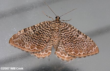 Rheumaptera prunivorata - Cherry Scallop Shell