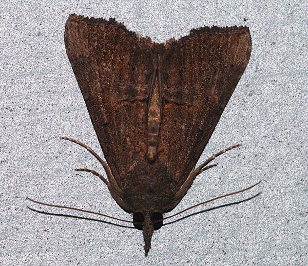 Hypena scabra - Green Cloverworm Moth