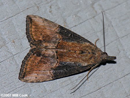 Hypena scabra - Green Cloverworm Moth