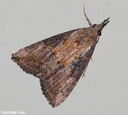 Hypena scabra - Green Cloverworm Moth