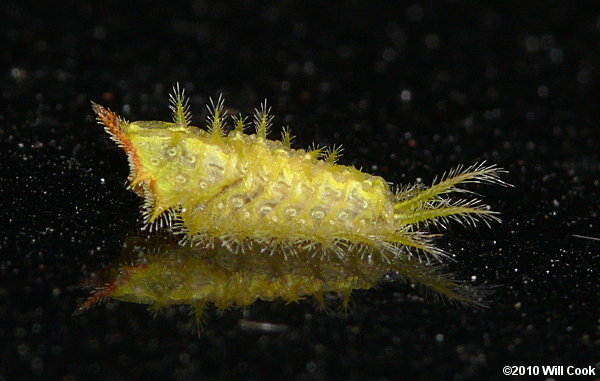 Isa textula - Crowned Slug Moth