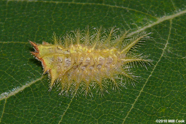 Isa textula - Crowned Slug Moth