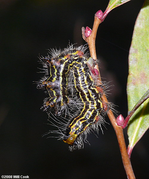 Datana sp.