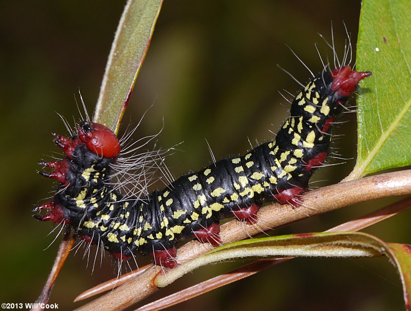 Datana major - Azalea Caterpillar Moth