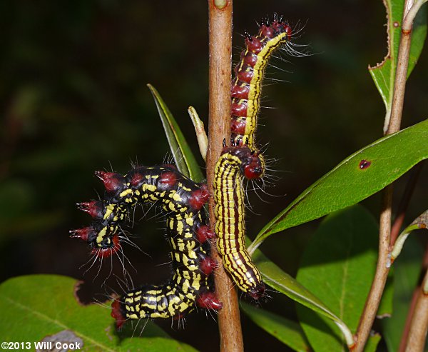 Datana major - Azalea Caterpillar Moth