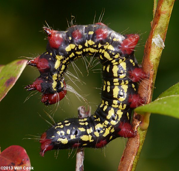 Datana major - Azalea Caterpillar Moth