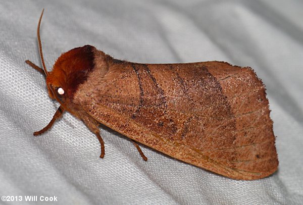 Datana major - Azalea Caterpillar Moth