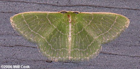 Synchlora aerata - Wavy-lined Emerald