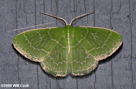 Synchlora frondaria - Southern Emerald