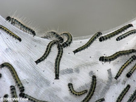 Eastern Tent Caterpillar (Malacosoma americanum)