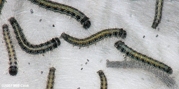 Eastern Tent Caterpillar (Malacosoma americanum)