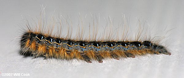 Eastern Tent Caterpillar (Malacosoma americanum)