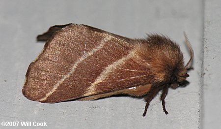 Eastern Tent Caterpillar (Malacosoma americanum)