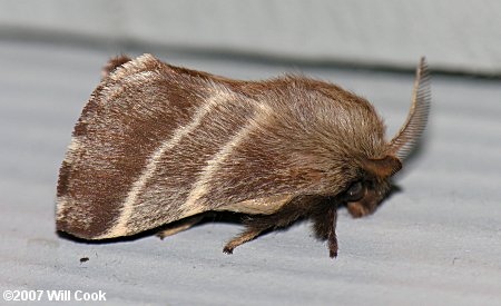 Eastern Tent Caterpillar (Malacosoma americanum)