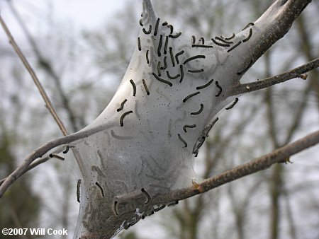 Eastern Tent Caterpillar (Malacosoma americanum)